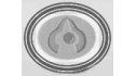 logo de agroproductos y servicios organicos de uruapan